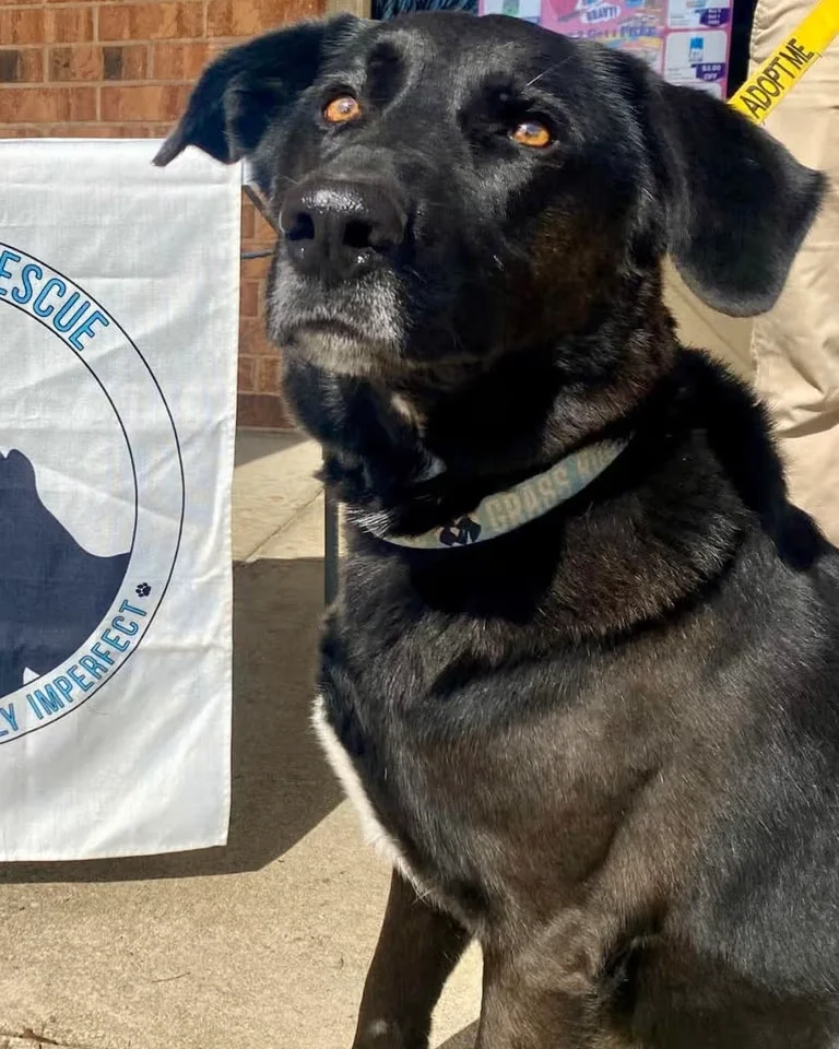 Yappy Hour with Grass Roots Rescue